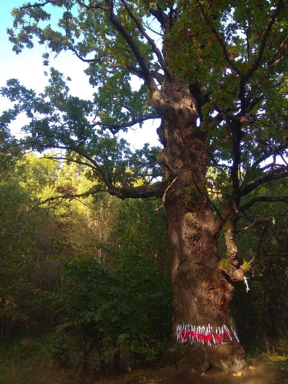 Дуб желаний Дуб желаний