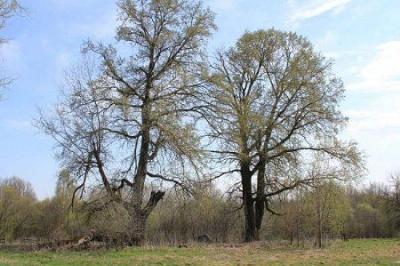 Парк (фрагменты)