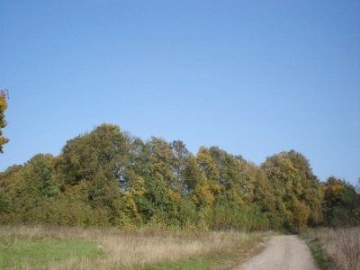 Парк (фрагменты)