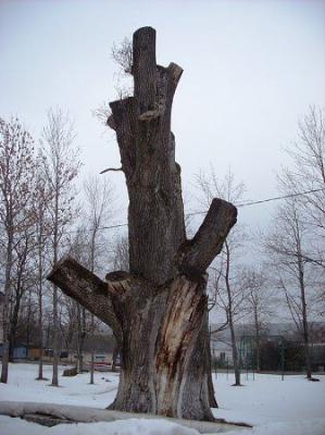 дуб Наполеона