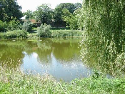 Парк (фрагменты)