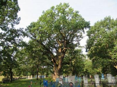 Дуб-патриарх