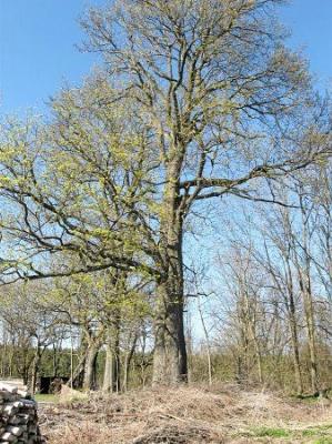 Парк (фрагменты)