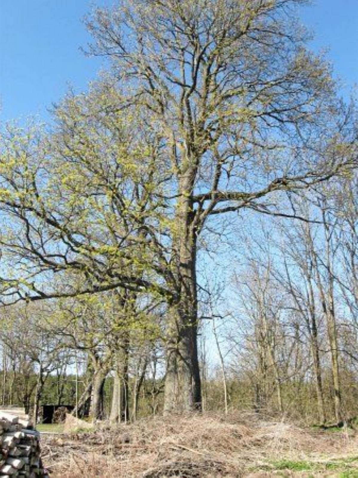 Парк (фрагменты) Парк (фрагменты)