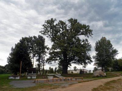 Дуб-патриарх