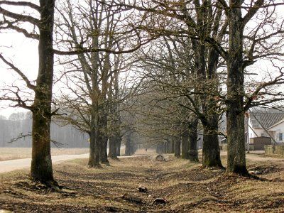 Аллея к церкви