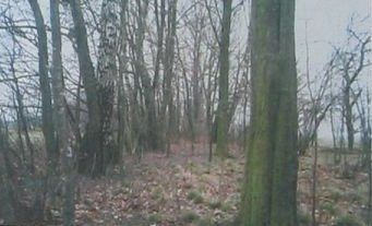 Парк (фрагменты)