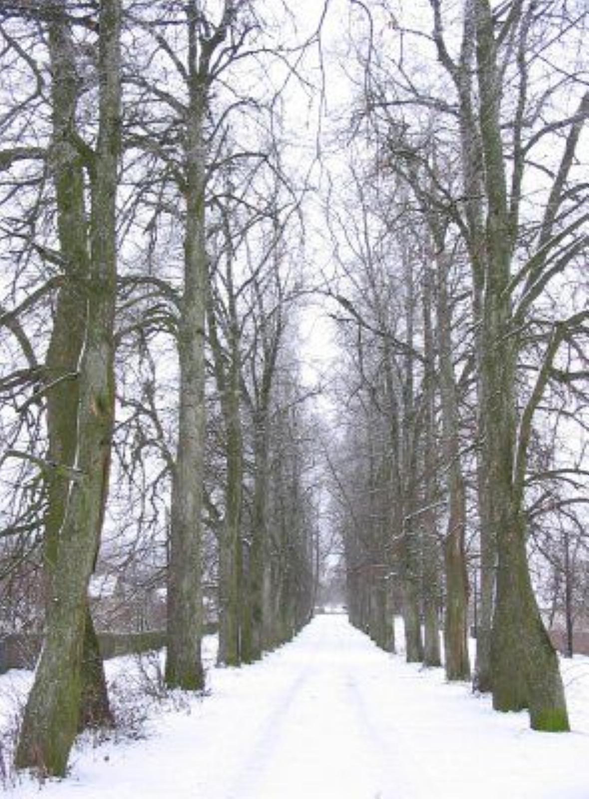 Парк (фрагменты) Парк (фрагменты)