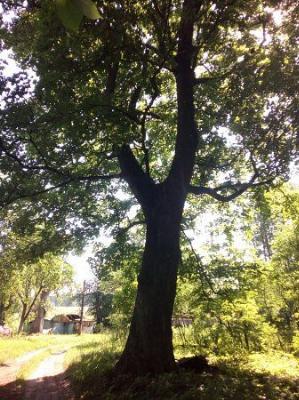 Парк (фрагменты)