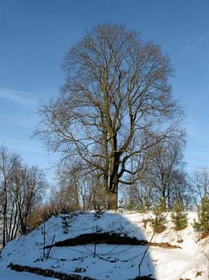 Парк (фрагменты)