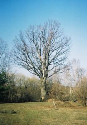 Дуб-патриарх