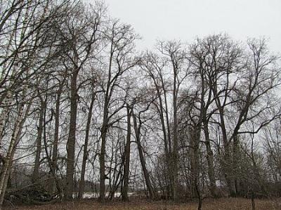 Парк (фрагменты)