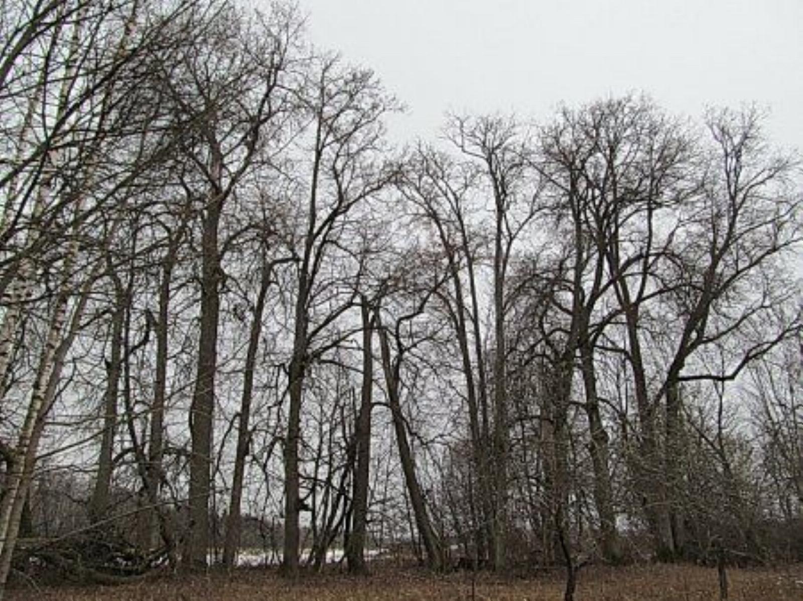 Парк (фрагменты) Парк (фрагменты)