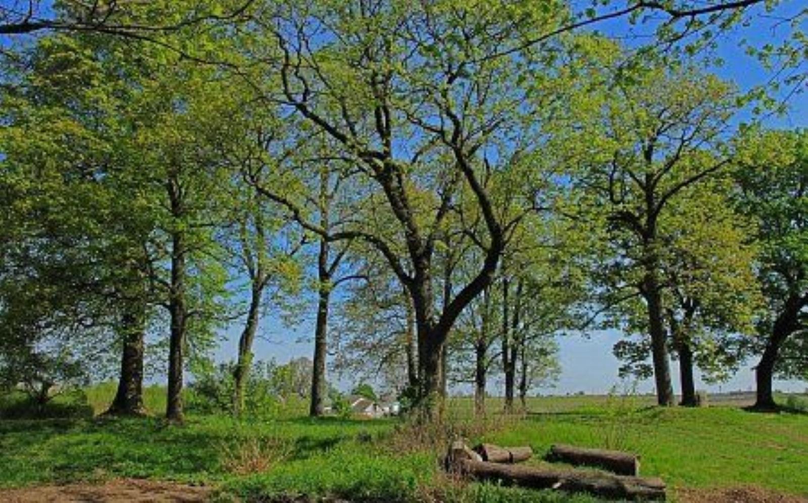 Парк (фрагменты) Парк (фрагменты)