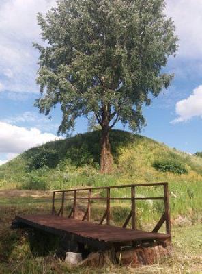 Тополь серебристый (один из самых больших в Беларуси)