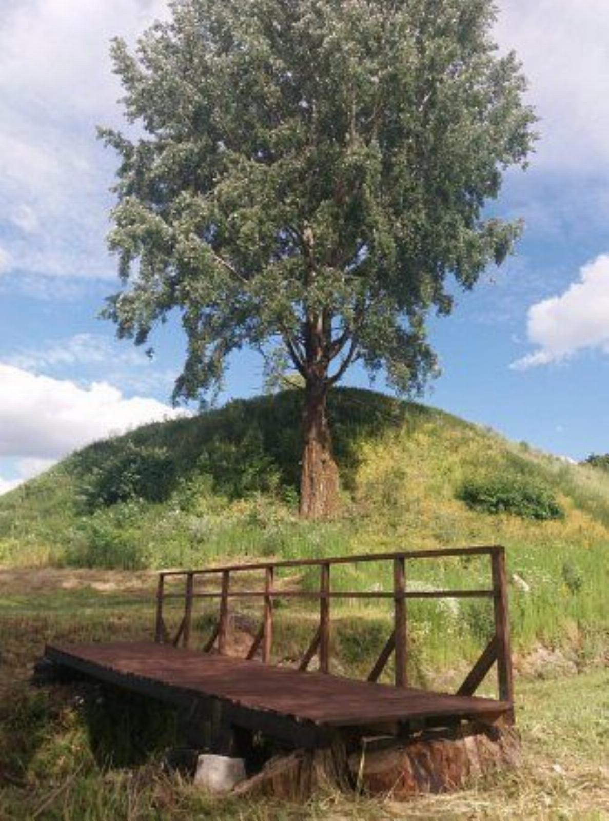 Тополь серебристый (один из самых больших в Беларуси) Тополь серебристый (один из самых больших в Беларуси)