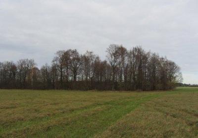 Парк (фрагменты)