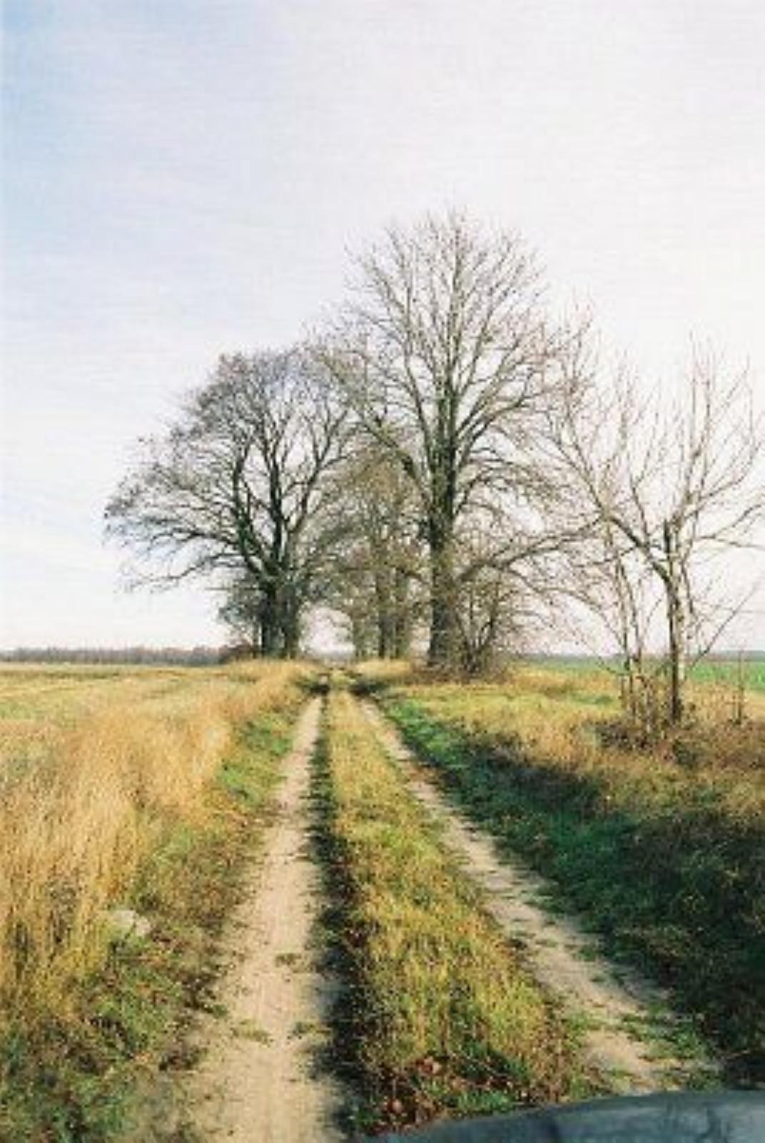 Аллея въездная Аллея въездная