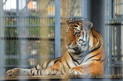 Зоопарк городской