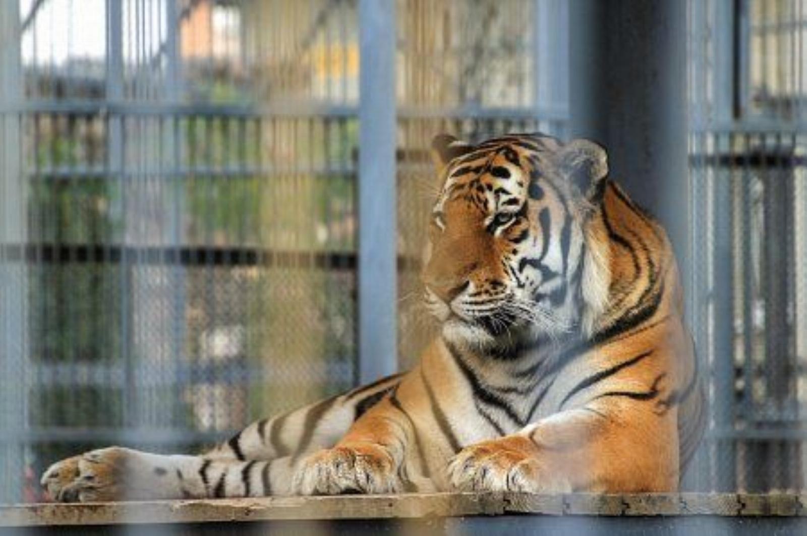 Зоопарк городской Зоопарк городской