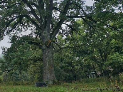 Дуб Девайтис