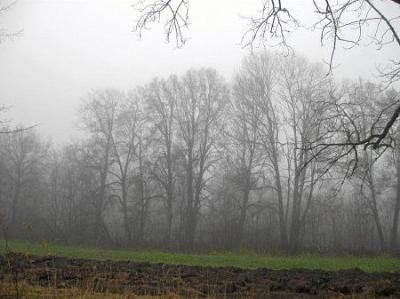 Парк (фрагменты)