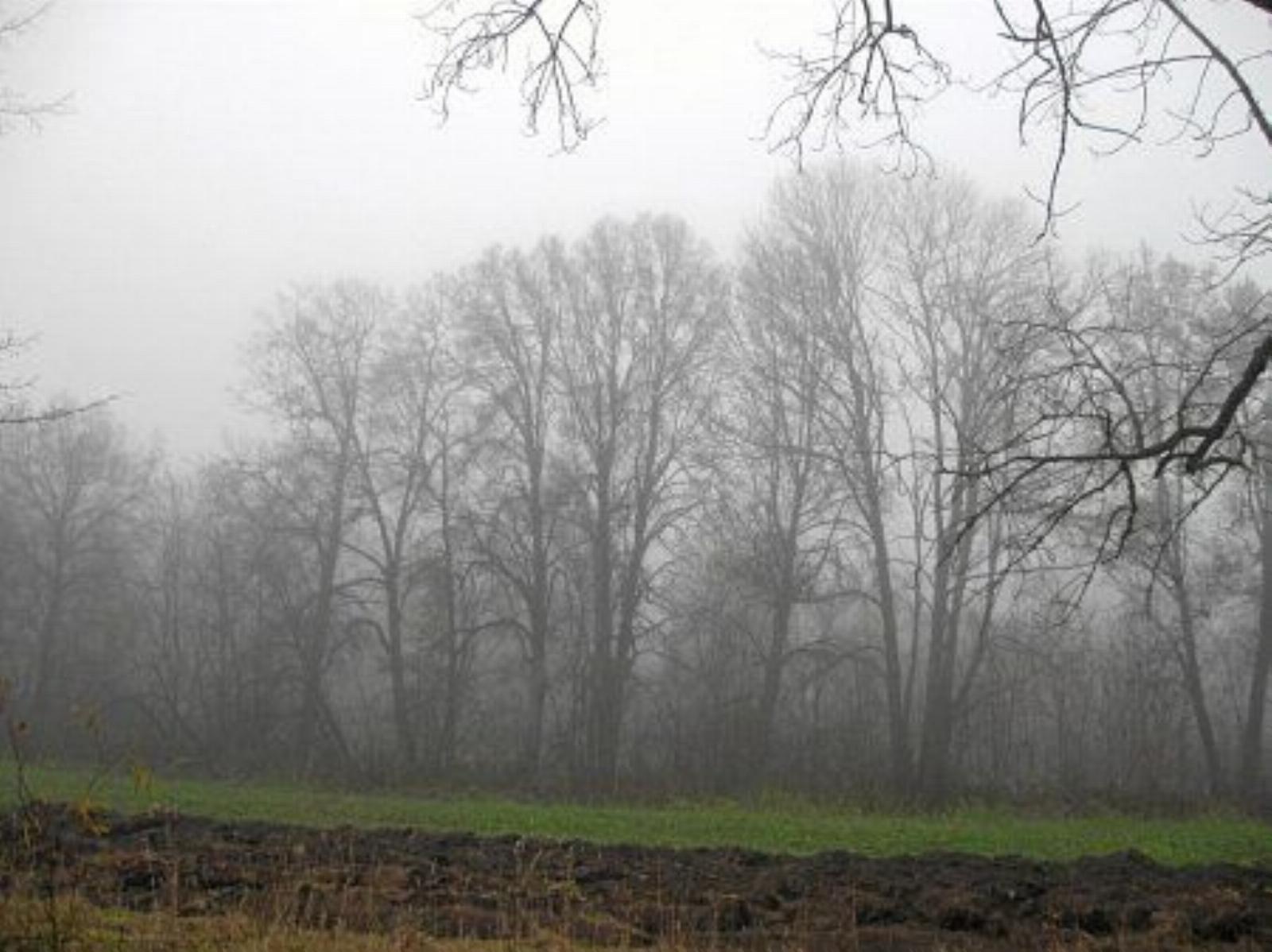 Парк (фрагменты) Парк (фрагменты)