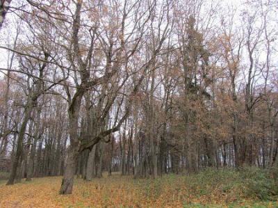 Парк (фрагменты)