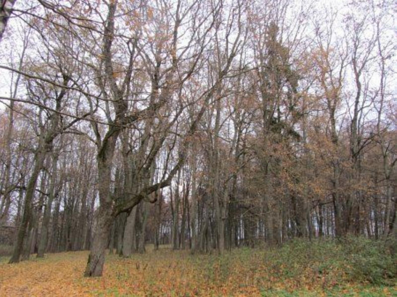 Парк (фрагменты) Парк (фрагменты)