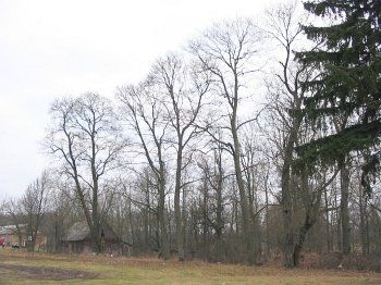 Парк (фрагменты)