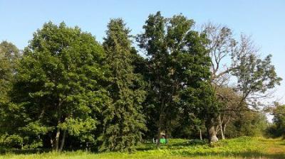 Парк (фрагменты)