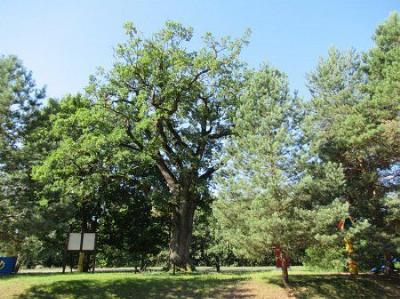 дуб Суворова