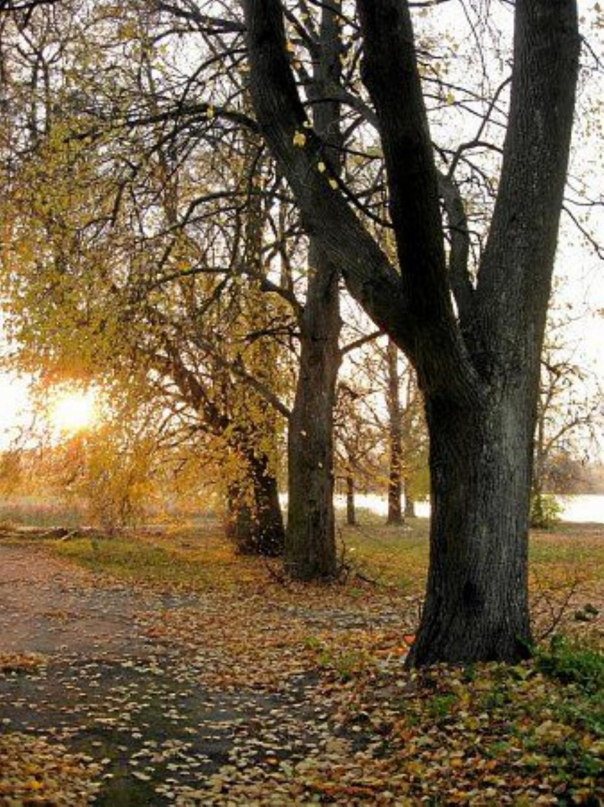 Парк (фрагменты) Парк (фрагменты)