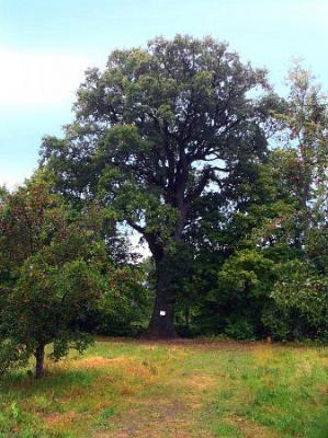 Дуб Боны Сфорца (?)