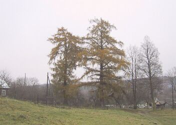 Парк (фрагменты)