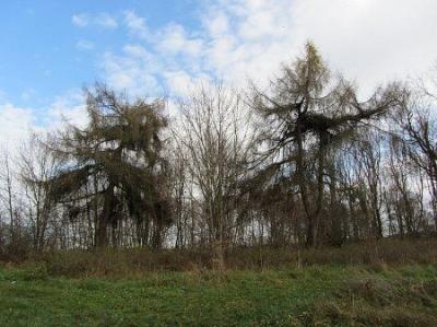 Парк (фрагменты)