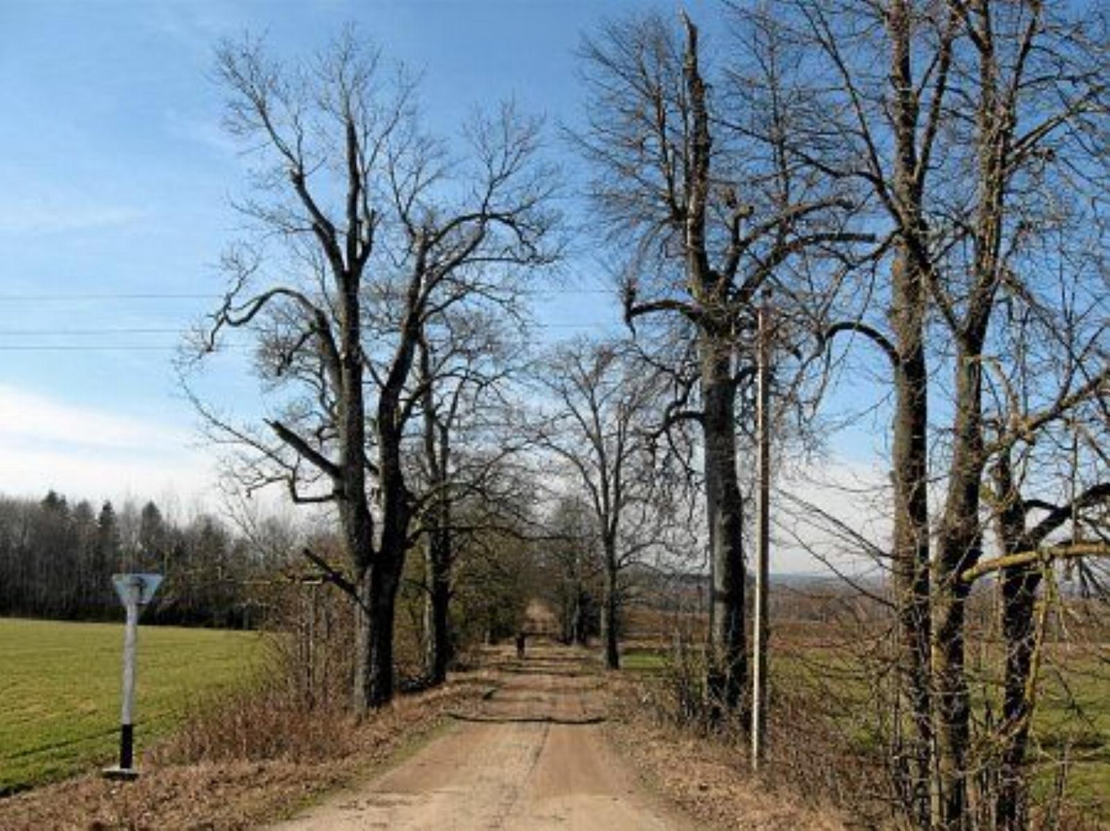 Аллея въездная Аллея въездная