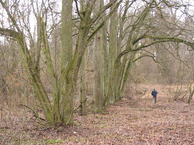 Парк (фрагменты)