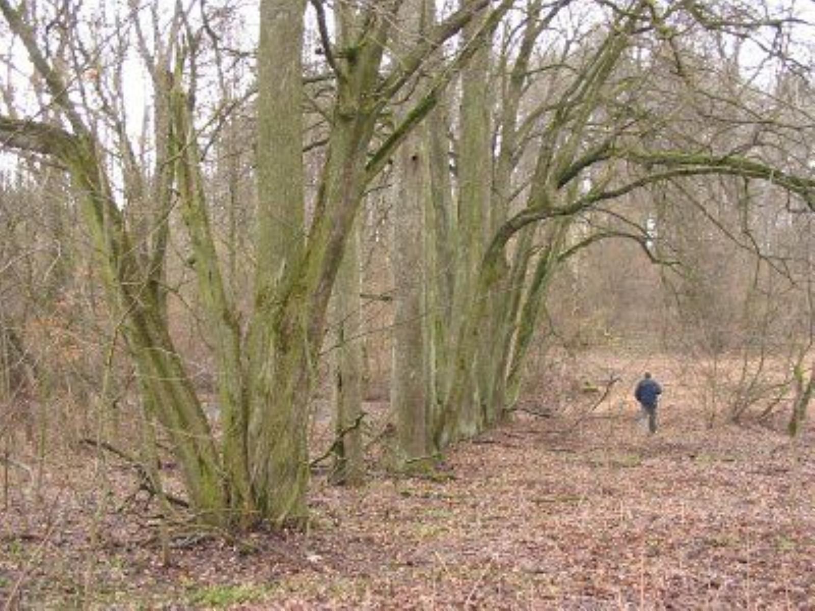 Парк (фрагменты) Парк (фрагменты)