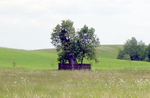 Старая липа