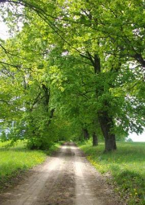 Аллея въездная