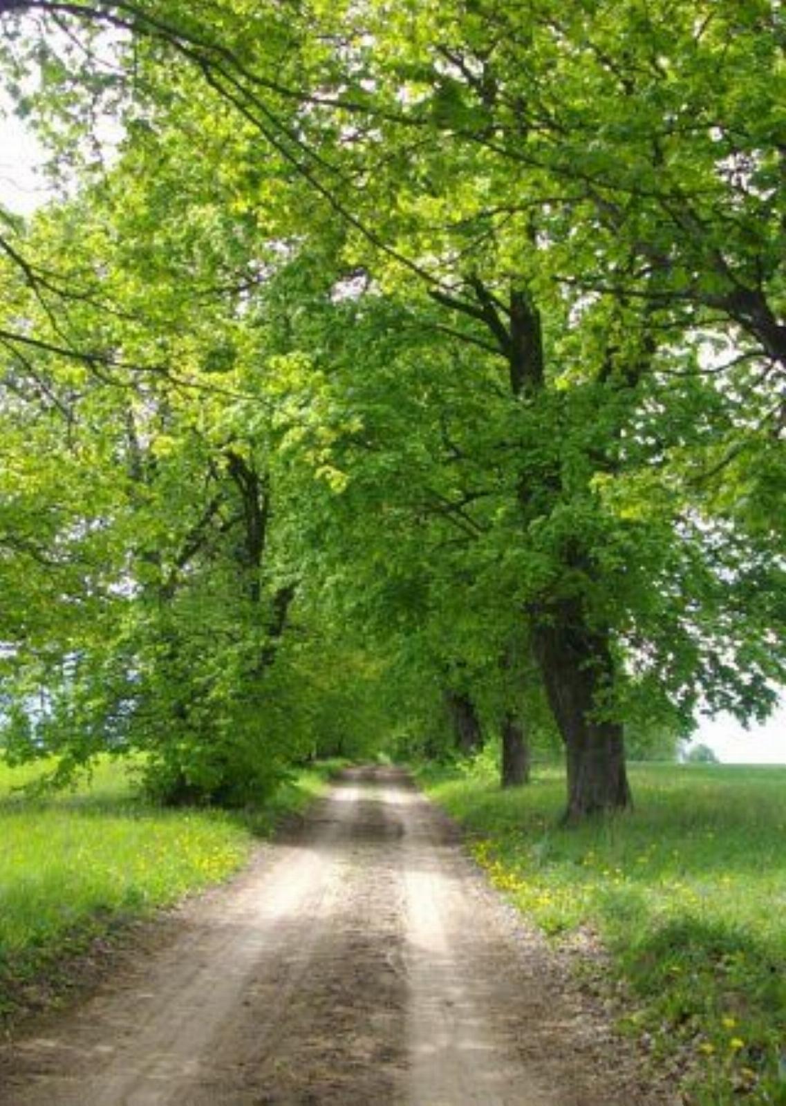 Аллея въездная Аллея въездная