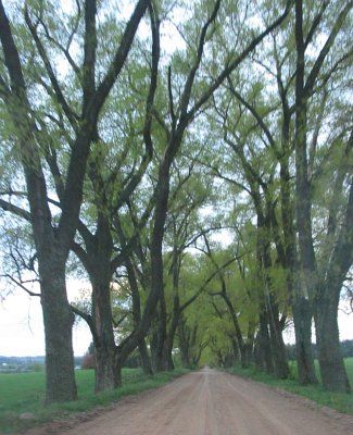 Аллея въездная