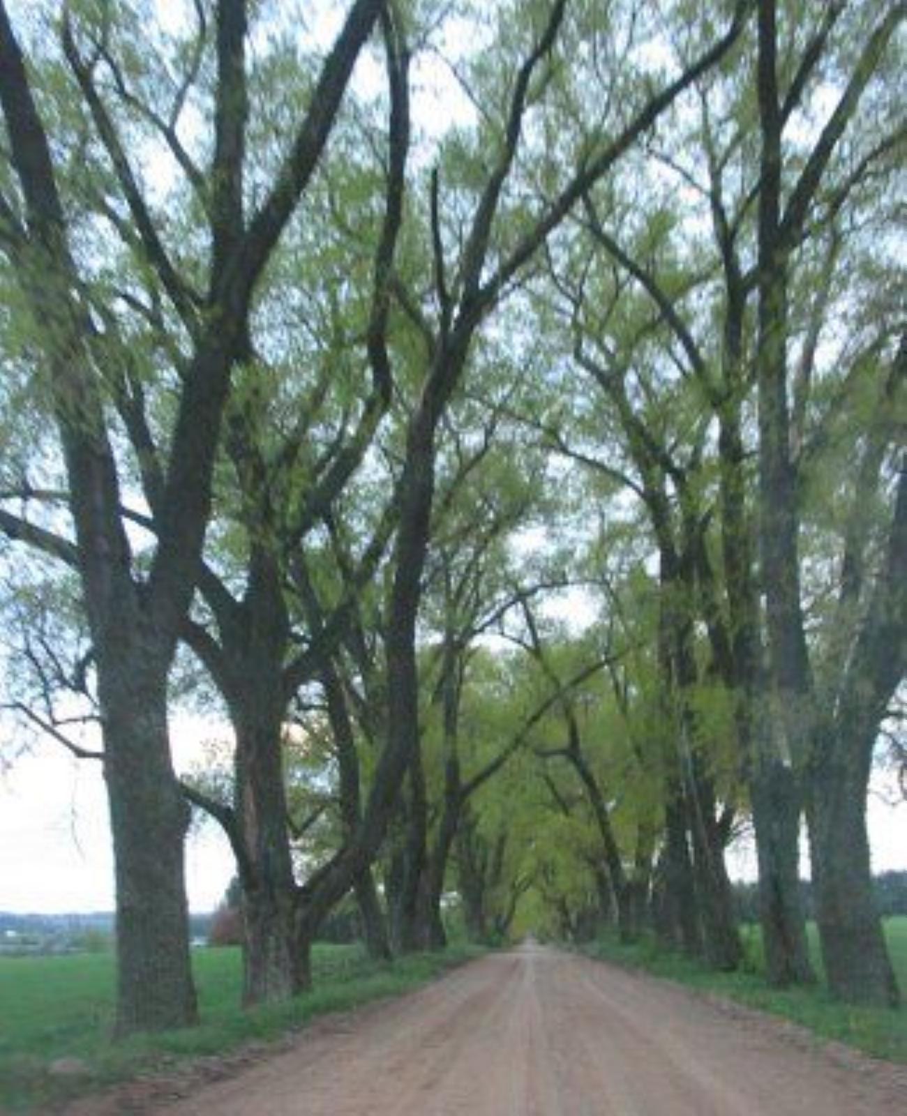 Аллея въездная Аллея въездная