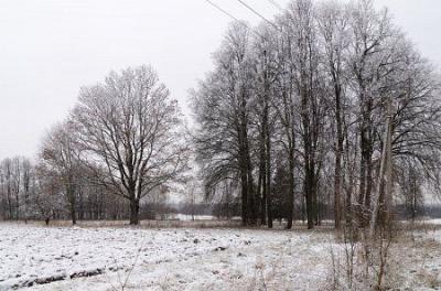 Парк (фрагменты)