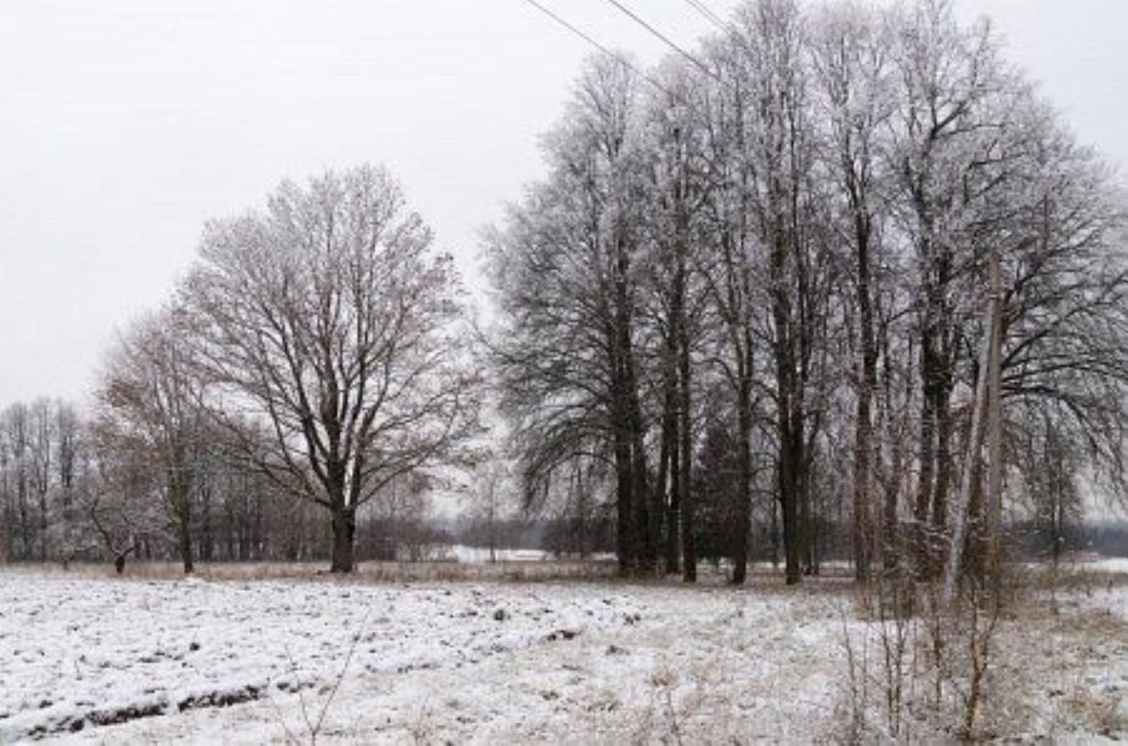 Парк (фрагменты) Парк (фрагменты)