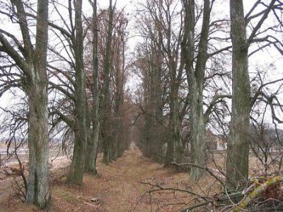 Аллея въездная