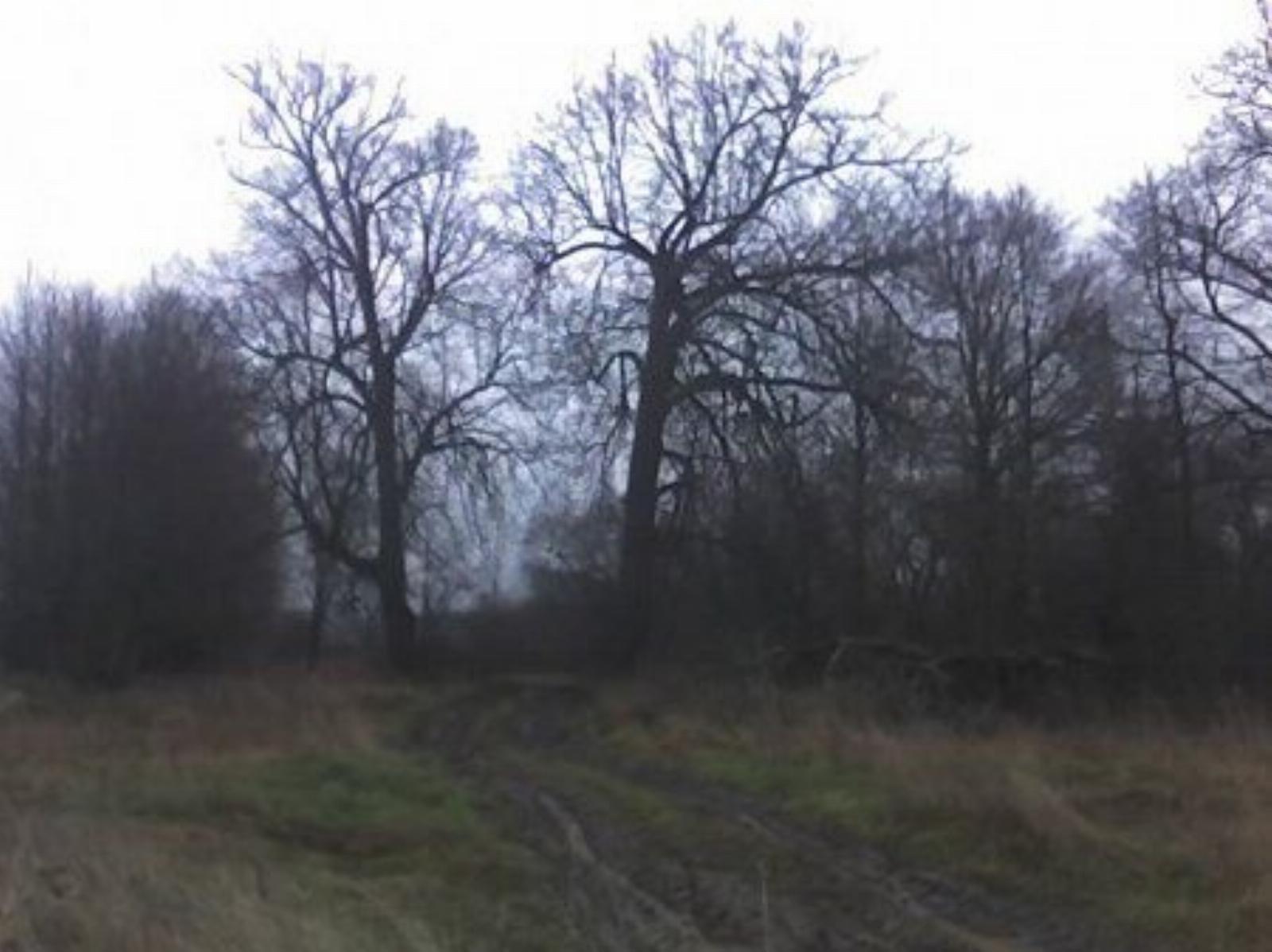 Парк (фрагменты) Парк (фрагменты)