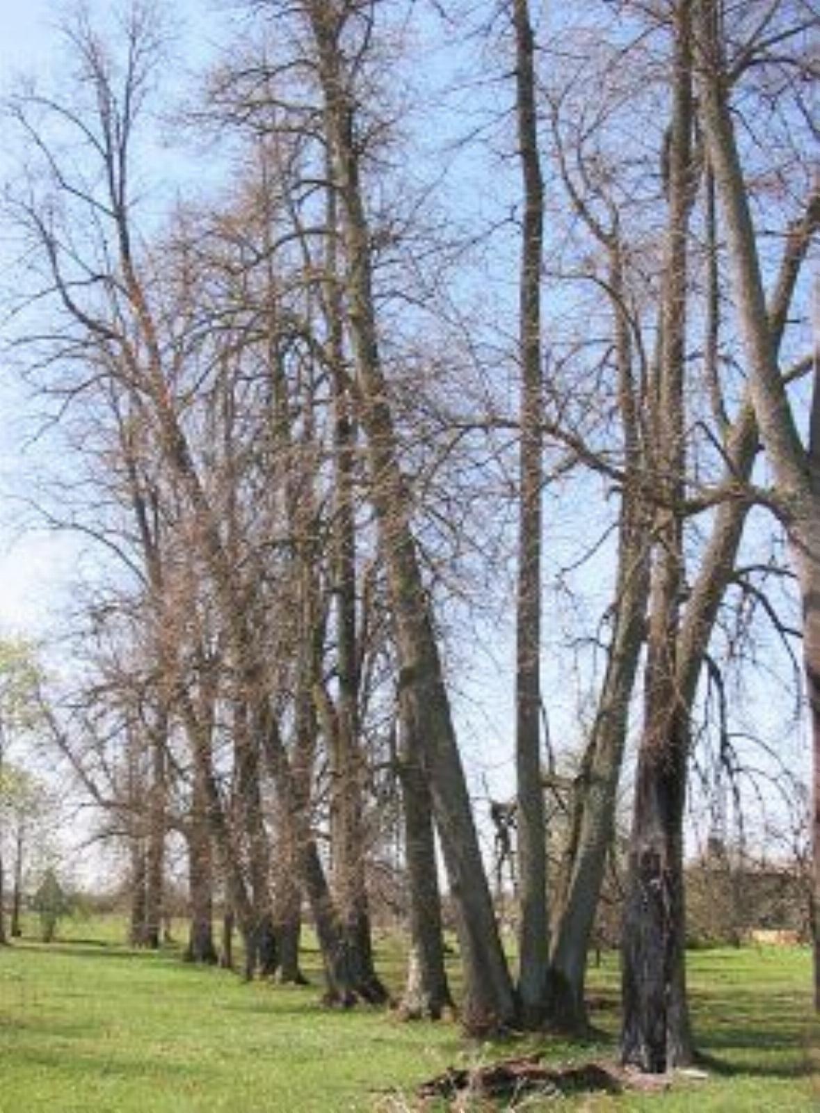 Парк (фрагменты) Парк (фрагменты)