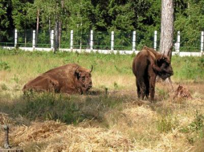 Туристическая часть Беловежской Пущи